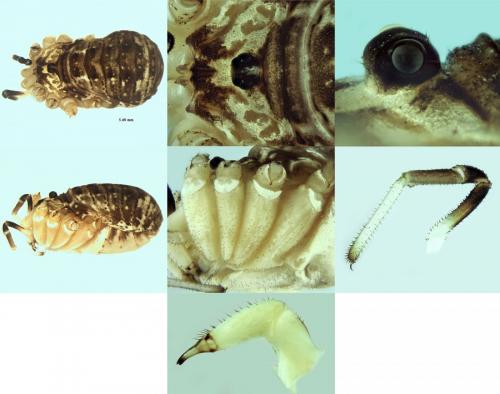 Réf. 219 706 : Leiobunum gracile